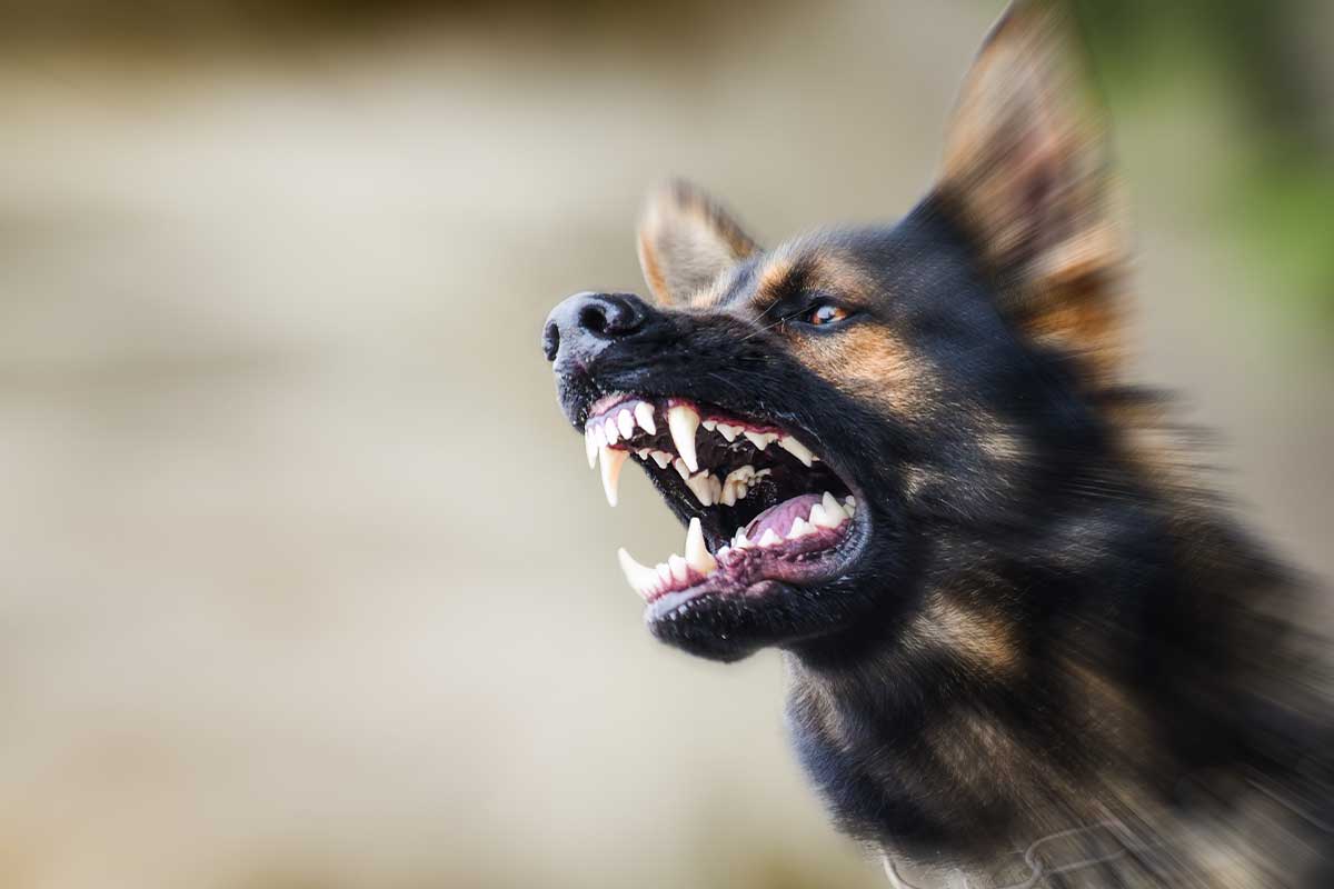 aggressive dog